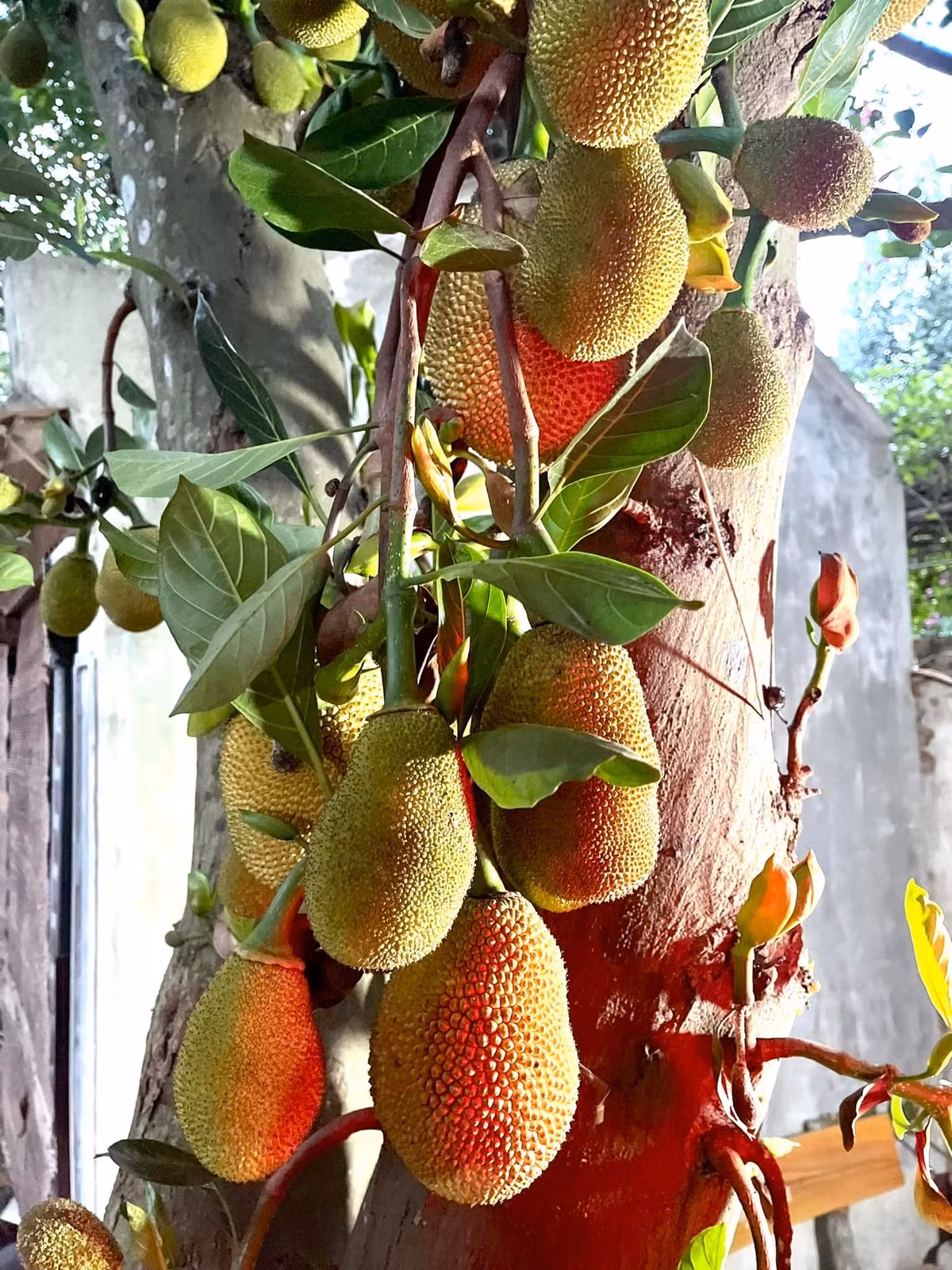 Bên trong phủ thờ của nghệ sĩ Vượng Râu còn trồng nhiều loại cây ăn trái, cây nào cũng sai trĩu quả. Ảnh: FBNV