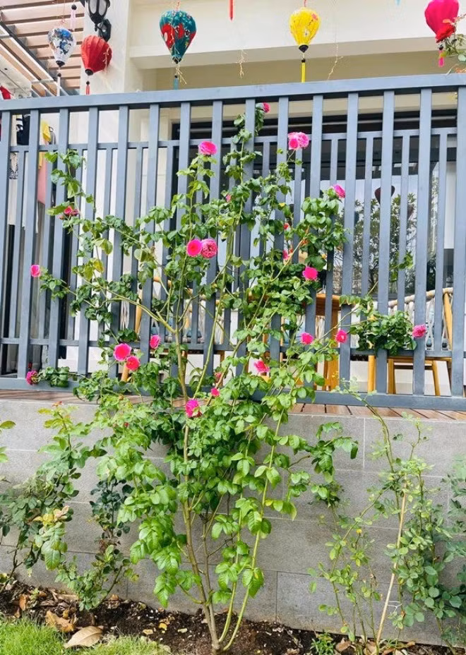 Nữ MC thích thú tạo dáng bên giàn hoa hồng.