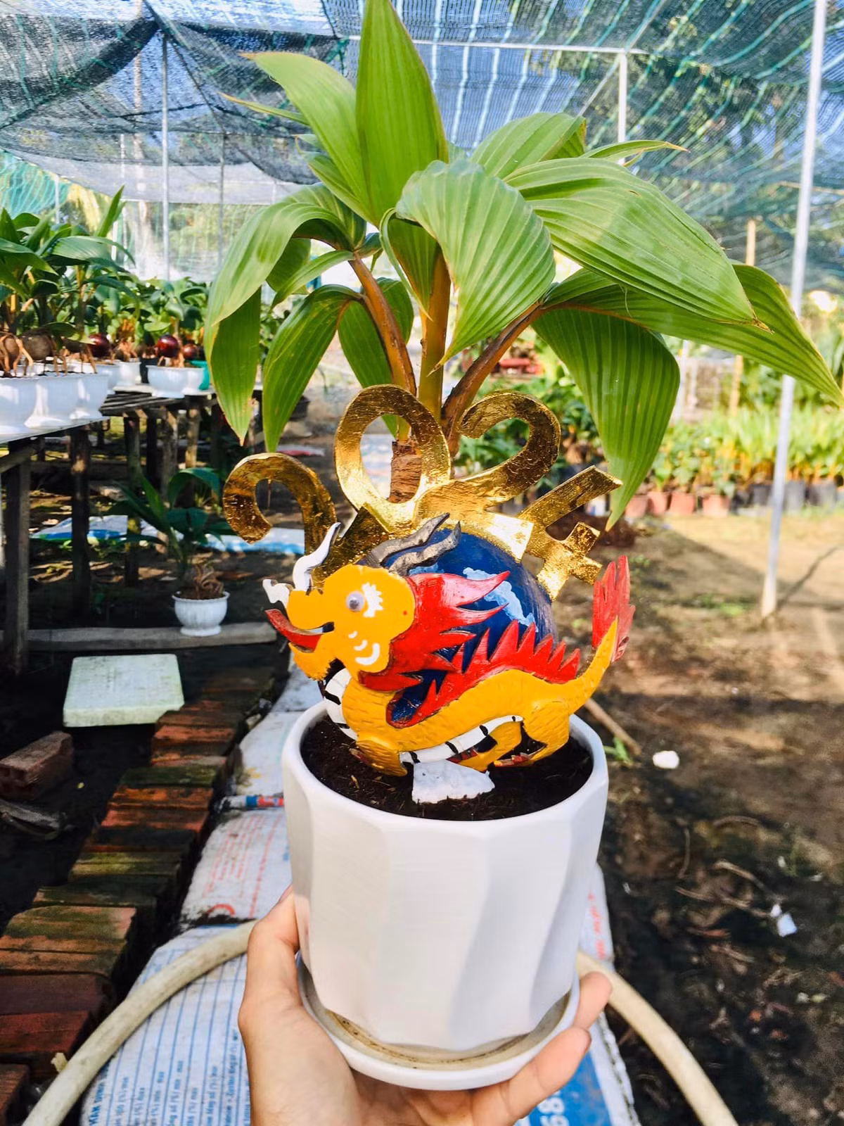 Đồng thời, rễ và gáo phải lộ lên mặt chậu 5 đến 7 cm là đẹp và cân đối nhất. Ảnh: FB Thông Phạm