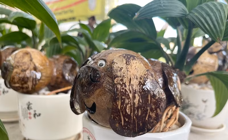 Tác phẩm bonsai dừa đẹp phải có bộ lá nhỏ tròn (ít nhất 4 lá trở lên), rễ khỏe, không có rễ nối, gáo phải sơn bóng không vón cục, không bọt khí. Ảnh: Dân Việt