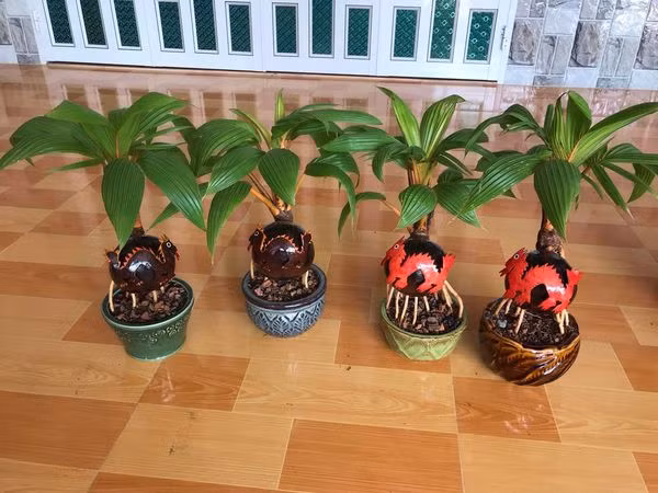 Mỗi chậu dừa bonsai hình rồng đang được rao bán với giá từ 270.000 - 500.000 đồng/chậu, tùy loại. Ảnh: FB Tiền Huỳnh