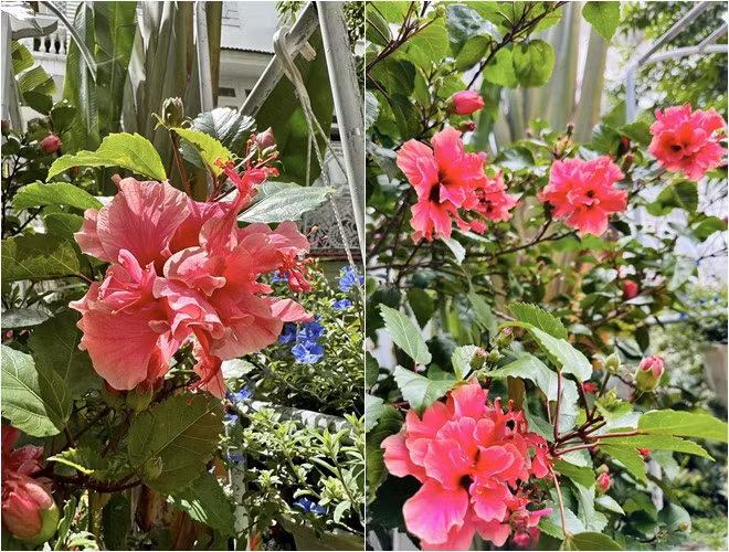 Hoa dâm bụt bung nở rực rỡ bên hàng rào.