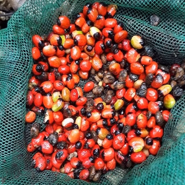 Bởi vậy, khi cây rụng hoa để tạo trái sẽ thu được rất ít hạt sâm Ngọc Linh. Điều này khiến giá hạt sâm Ngọc Linh đắt đỏ. Ảnh: Vườn mặt trời
