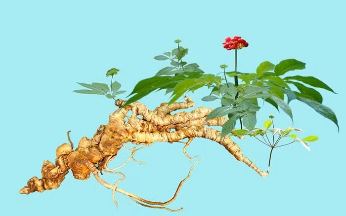 Từng là loại cây mọc hoang dại trên dãy núi Ngọc Linh thuộc địa phận tỉnh Quảng Nam và Kon Tum, giờ đây sâm Ngọc Linh được công nhận là một trong 5 loại nhân sâm tốt nhất thế giới. Ảnh: Internet