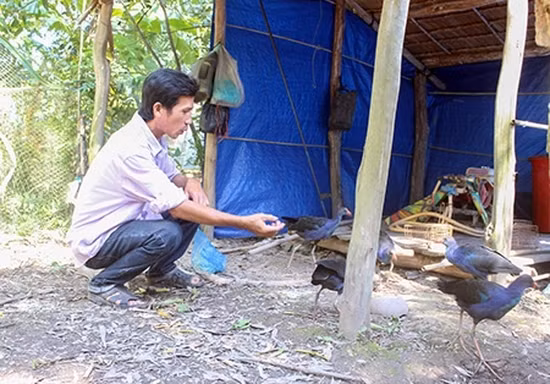 Đáng chú ý, chim trích cồ được mệnh danh hung dữ, có thể giữ nhà thay chó. Ảnh: Dân Việt