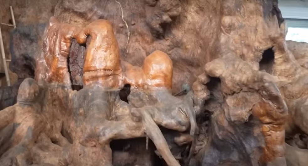 Thời gian đầu, ông Chiến thuê 10-15 nhân công chăm sóc gốc cây. Mỗi người một nhiệm vụ: lột vỏ, chà nhám sạch sẽ và bỏ hơn 100 triệu đồng mua 10.000 lít dầu cộng thuốc trị mối về quết lên để tránh mối mọt.