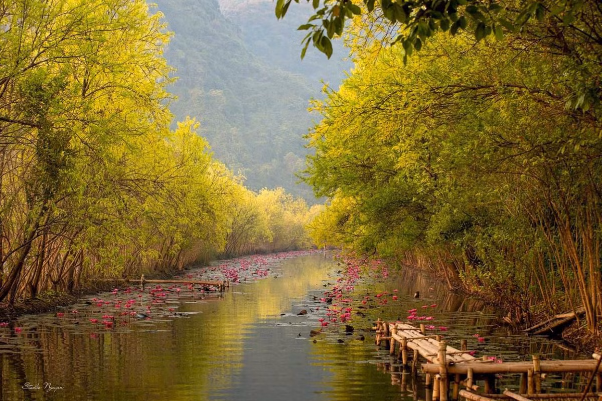 Cuối Thu đầu Đông, hàng cây tràm hai bên suối Yến vào mùa thay lá. Phía xa là những ngọn núi trùng điệp đẹp thơ mộng. Ảnh: Studio Nguyen
