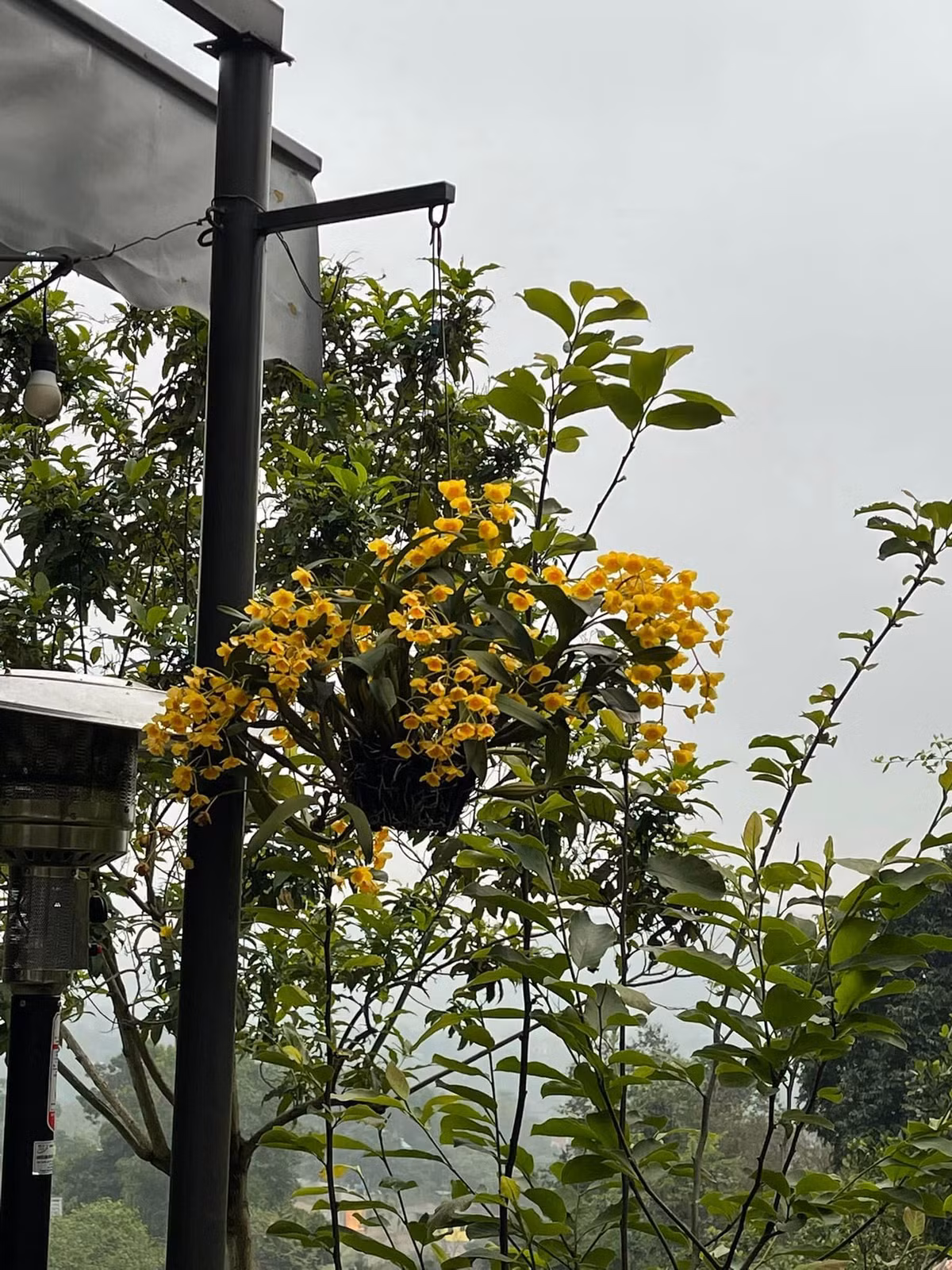 Phong lan đủ màu cũng đua khoe sắc.