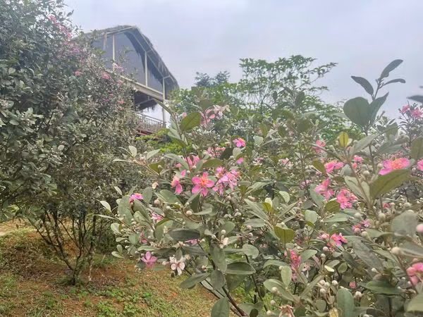 Sim nở tím cả một vùng đồi.