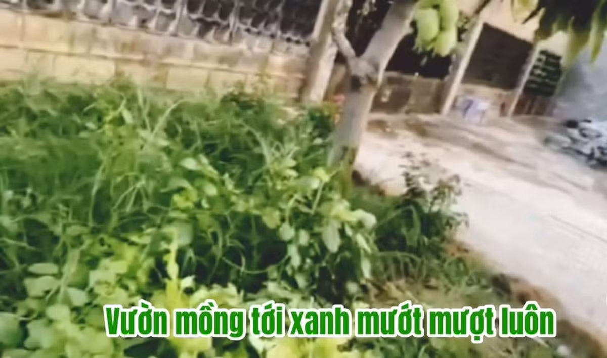 Vườn rau mồng tơi tốt um.