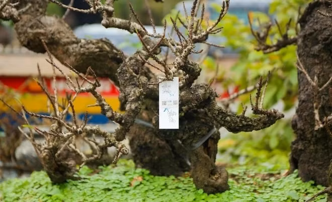 Những cây đào Thất Thốn đẹp đã được khách hàng tìm đến đặt từ sớm. Ảnh: Tiền phong
