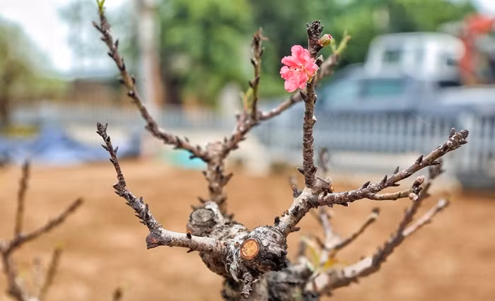 Thời tiết cuối năm ở miền Bắc 2023 thay đổi thất thường, nắng nóng kéo dài khiến nhiều cây đào tại làng Nhật Tân (Hà Nội) bắt đầu nở hoa dù còn 2 tháng nữa mới đến Tết Nguyên đán. Ảnh: Daidoanket