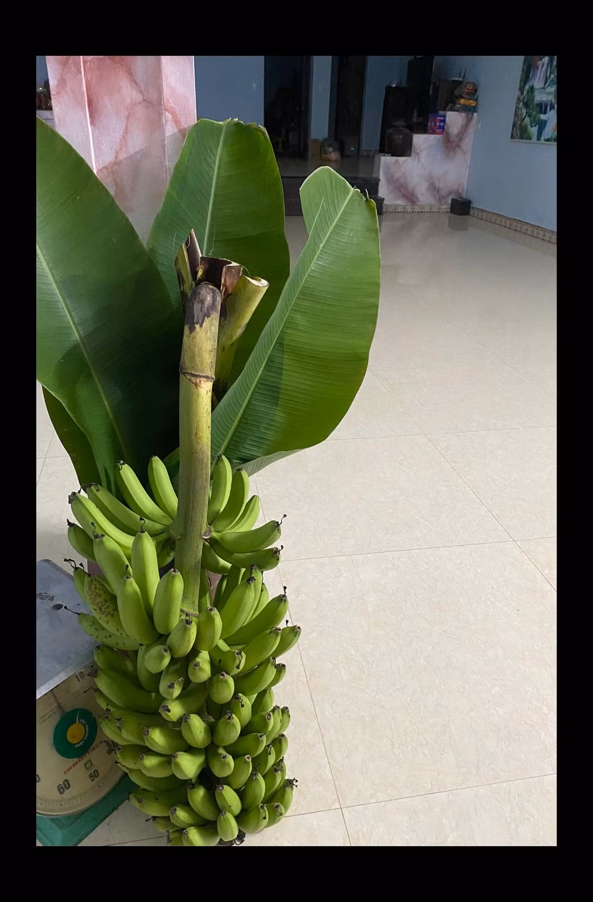 Theo người chơi, bình cắm chuối buồng phải là bình có miệng rộng, vì cành chuối rất to. Ảnh: FB Nguyễn Lệ Thủy