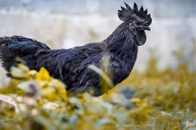 Người đân địa phương coi gà Ayam Cemni như một biểu tượng của sự may mắn và thịnh vượng. Vì thế, gà Ayam Cemni được nhiều đại gia trên thế giới săn lùng về làm cảnh hoặc ăn "giải đen". Ảnh: Facebook