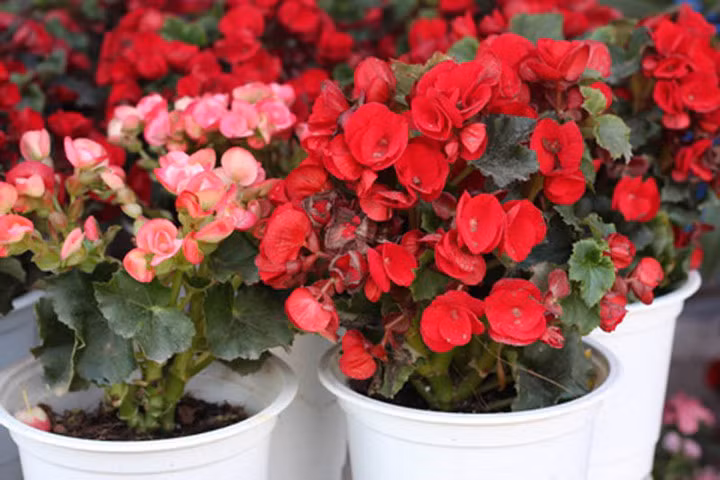 Theo quan niệm của người xưa hoa hải đường là loài hoa tượng trưng cho mùa xuân, thể hiện sự giàu sang, phú quý. Ảnh: VOV.