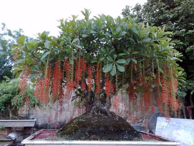 Cây lộc vừng được xem là loại cây quý và thiêng liêng. Mọi người tin rằng nhà nào trồng lộc vừng đều sẽ có hỷ sự, nhiều may mắn, tài lộc bởi kinh tế luôn bền vững và phát triển. Ảnh: VOV.