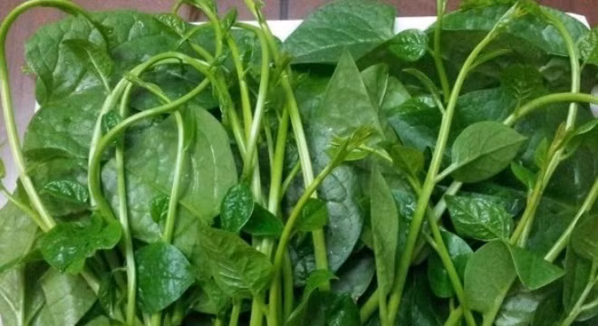 Rau mồng tơi. Khi chọn rau mồng tơi bạn nên lưu ý chọn những mớ rau sạch có lá hơi mỏng hơn, lá nhỏ, xanh nhưng không mỡ màng, thi thoảng có đốm sâu. Rau mồng tơi bị phun thuốc có ngọn vươn dài, non xanh nhưng màu xanh không tự nhiên. Rau bị ngậm hóa chất, các mẹ sẽ thấy màu xanh của lá rau sẽ có màu xanh nhạt, hơi vàng như bị thiếu ánh sáng.