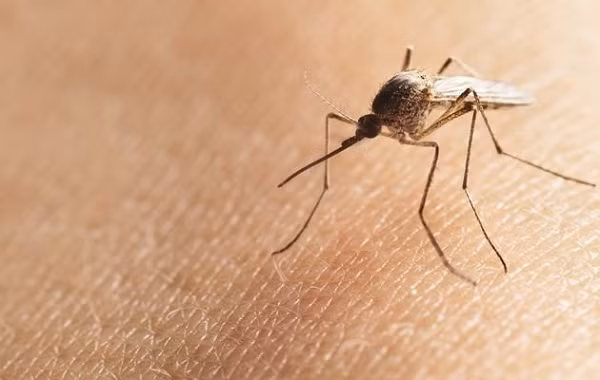 Xét nghiệm 3 trường hợp nghi nhiễm Zika ở Hà Nội Xet nghiem 3 truong hop nghi nhiem Zika o Ha Noi