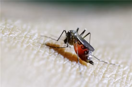 Phat hien ca nhiem virus Zika an nao nguoi dau tien tai Lao