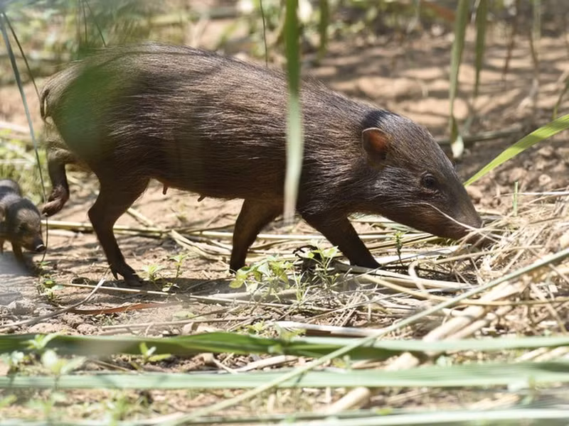 Lợn Pygmy có tên gọi khoa học là Porcula salvania, hay còn được gọi với một cái tên khác là lợn lùn, lợn rừng lùn. Chúng có ngoại hình khá đặc biệt khi đầu nhọn và dài, thân hình ngắn, tròn và thon gọn, da chúng có mày nâu xám khác với bình thường là hồng.