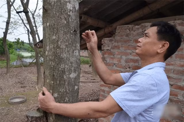 Gặp chủ nhân của vườn sưa đỏ hơn 1000 gốc ở Hưng Yên - Hình 3 Gap chu nhan cua vuon sua do hon 1000 goc o Hung Yen-Hinh-3