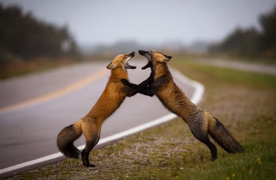 Hình ảnh hai chú cáo nhảy múa chơi đùa với nhau trong bức ảnh mang tên "Điệu nhảy Tango của loài cáo". Ảnh: Theatlantic.