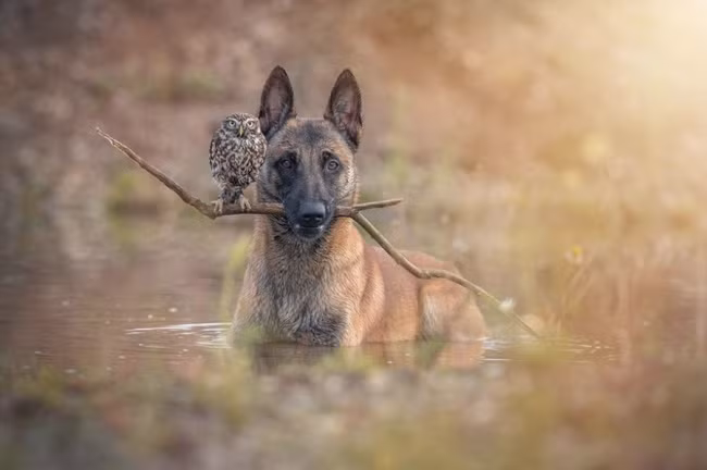 Đôi khi chúng cũng tỏ ra là một loài động vật khá cơ hội. Ảnh: Brightside.