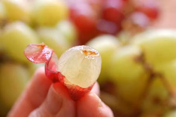 Nho. Trong vỏ quả nho có chất resveratrol dồi dào tác dụng cho việc kháng khuẩn, chống nấm mốc và nhiễm trùng ở trẻ. Ngoài ra, vỏ của loại quả này còn có tác dụng giảm nồng độ triglycerit và cholesteron trong máu, ức chế mầm mống ung thư.