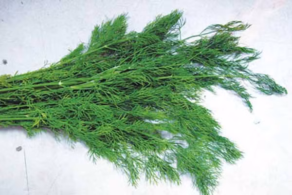 Thì là. Anethole - một thành phần chính của cây thì là chống lại và hạn chế các hoạt động dính và xâm lấn của các tế bào ung thư. Nó ngăn chặn các hoạt động quy định enzyme đằng sau nhân tế bào ung thư. Ngoài ra, Monoterpenes là một hoạt chất bảo vệ có trong thìa là tiết ra các enzyme có tính chống oxy hóa. Các hoạt chất này làm trung hòa các chất sinh ung thư, đặc biệt là gốc tự do, do đó, làm giảm nguy cơ bị ung thư.