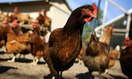 Số ca nhiễm cúm H5N1 tại Ai Cập khá cao.