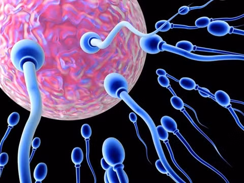  Trứng và tinh trùng là cặp bài trùng ngay từ khi nó được sản sinh ra. Theo nghiên cứu, các bác sĩ đã phát hiện ra một điều hết sức thú vị về “cặp đôi” này. Trứng ở trong cơ thể các bạn nữ là tế bào lớn nhất cơ thể con người còn tinh trùng của các bạn nam lại là tế bào nhỏ nhất cơ thể con người. 
