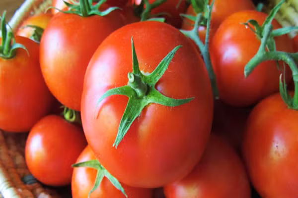 Cà chua. Nếu bé bị cảm cúm thì mẹ hãy cho con ăn cà chua cả vỏ. Chất lycopene trong vỏ cà chua có tác dụng chống oxy hóa mạnh, có thể nâng cao khả năng miễn dịch của cơ thể, phòng chống ung thư, tim mạch. Ngoài ra, vỏ cà chua còn trợ giúp bảo vệ sức khỏe rất tốt trong mùa lạnh.