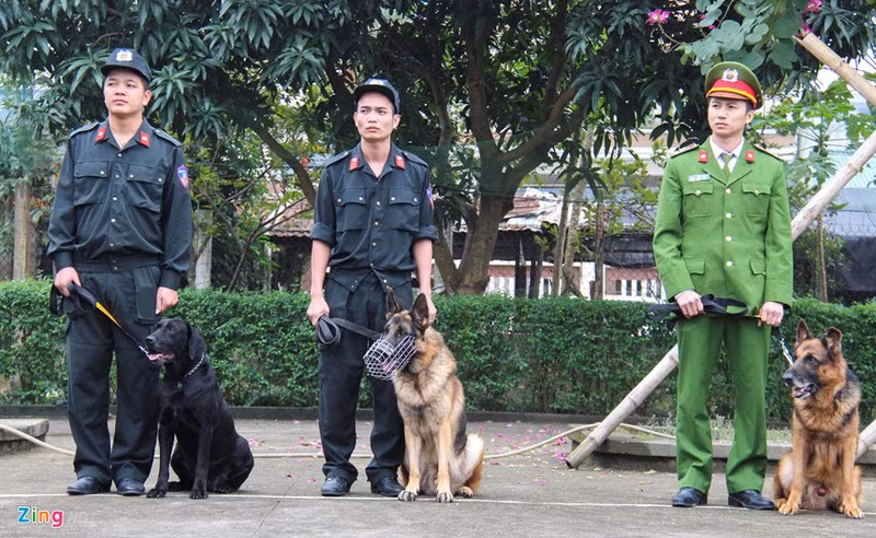 Với khả năng hung hãn và kích thước tương đối lớn, chó Berger trưởng thành hoàn toàn đủ sức hạ gục một người lớn trong tình huống giao tranh - đặc biệt là với tạng người châu Á vốn không được cao to cho lắm. Nguồn ảnh: Zingnews.
