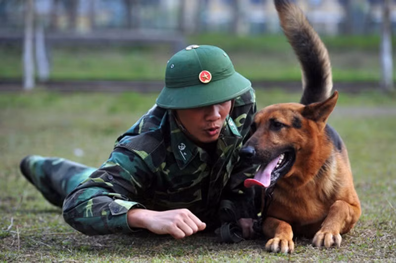 Trong lực lượng quân đội và cảnh sát Việt Nam, giống chó Berger sau khi được lựa chọn cẩn thận sẽ được huấn luyện 12 tháng; sau 12 tháng sẽ được thải loại lần tiếp theo. Nếu được phục vụ trong lực lượng, những chiến sĩ bốn chân này sẽ có "chế độ" tiêu chuẩn lương thực như quân nhân bình thường, thậm chí còn được cho về hưu với "lương hưu" đầy đủ khi quá tuổi. Nguồn ảnh: Zingnews.