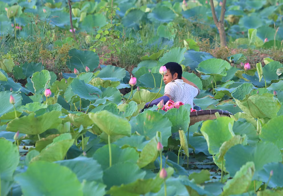 Đầm sen là nơi trồng hơn 150 loại sen quý hiếm của Việt Nam và thế giới.