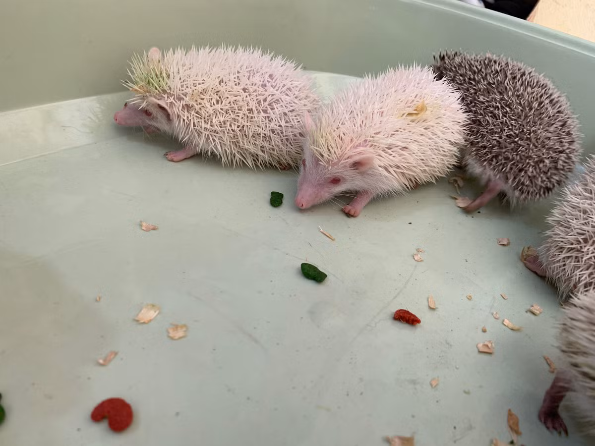 Các bạn trẻ ở Hà Nội mới có thú chơi mới là nuôi nhím cảnh. Đây là loại pet cưng đã có từ rất lâu ở Châu Âu và Châu Phi.