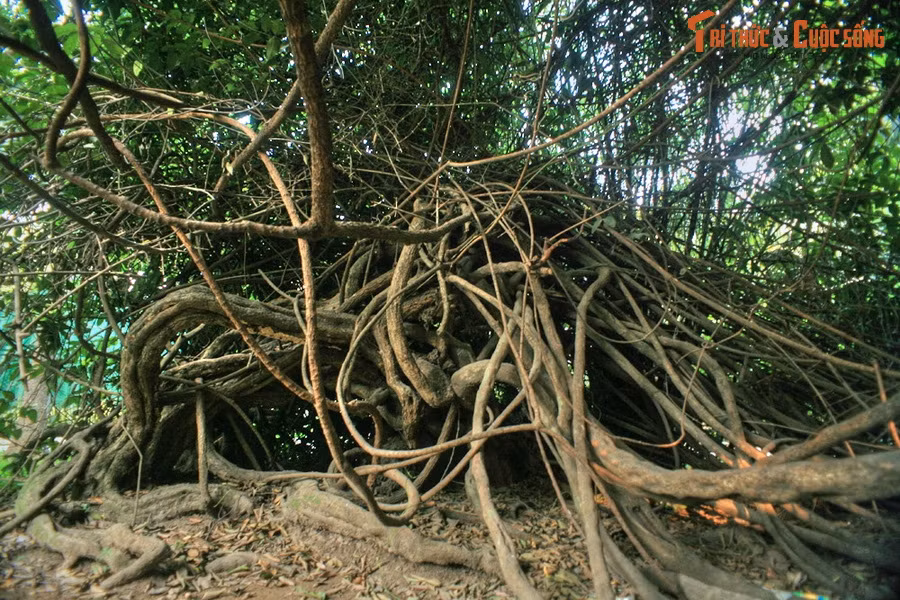 Vô số nhánh của cây đan bện vào nhau như một khối bùi nhùi khổng lồ. Nhiều nhánh cây to ngang bắp chân người lớn.