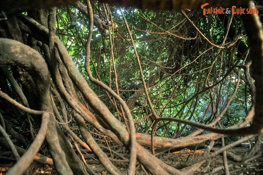 Cây gùi trong Thảo Cầm Viên có thể chính là đại diện duy nhất và cuối cùng của rừng nguyên sinh xưa còn lại.
