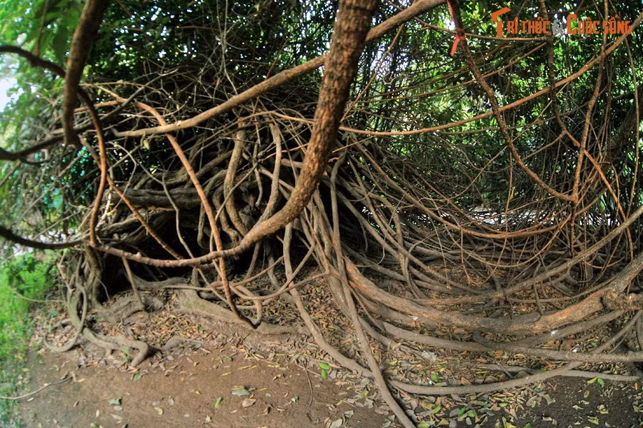 Đây là một trong số ít loài cây dây leo cho quả ăn được ở Đông Nam Á. Quả gùi có màu vàng, hương vị thơm ngon, là loại quả được ưa chuộng ở một số nước trong khu vực.
