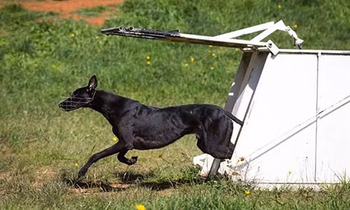 Chó Greyhound.
