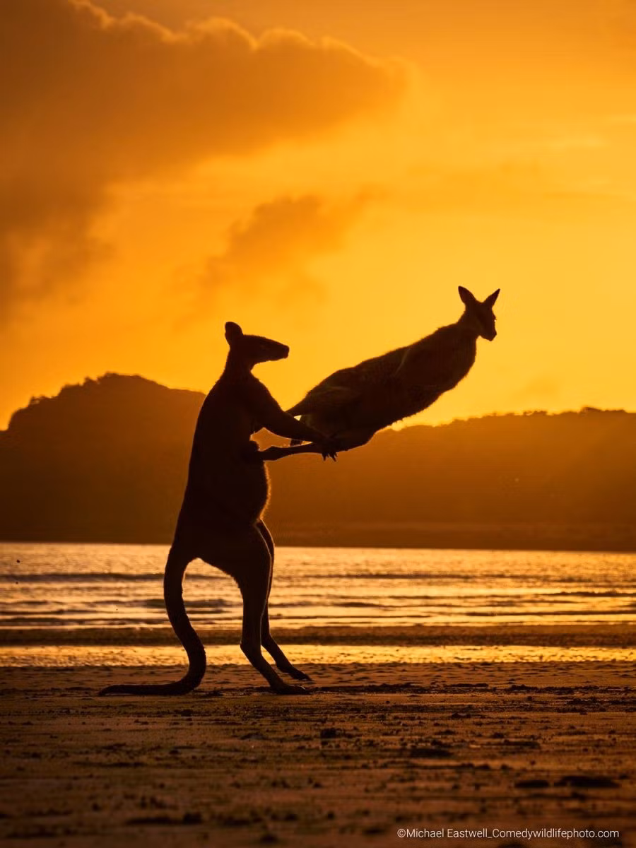 Hai con chuột túi chơi đùa hoặc đang đánh nhau tại Queensland, Úc.