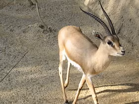 6. Linh dương Gazelle sống trên sa mạc Arab có khả năng giảm bớt nhu cầu sử dụng oxy của các cơ quan trong cơ thể nếu thời tiết khô hạn.