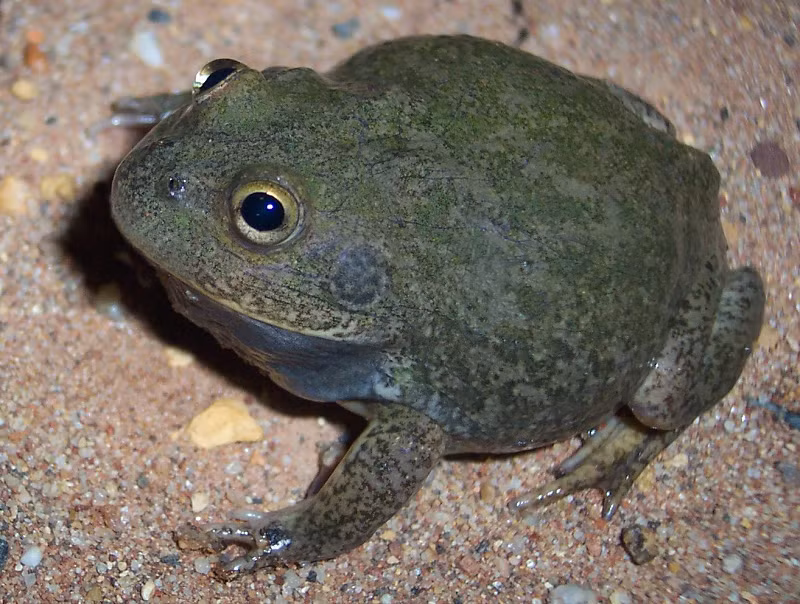 4. Vào mùa khô nóng, ếch giữ nước (Water-Holding Frog) sống ở Australia tiết ra một kén nhầy không thấm nước, nhằm giữ độ ẩm cho cơ thể.