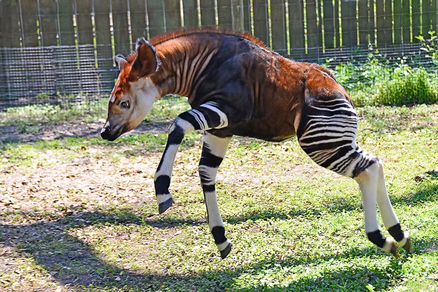 Okapi có thể sống từ 15 – 20 năm, tùy theo điều kiện của tự nhiên. Những con Okapi cái thường mang thai trong khoảng từ 427 – 457 ngày trước khi sinh nở. Trong những tuần đầu tiên, những chú Okapi mới sinh sẽ được mẹ giấu kín trong các bụi cây và cai sữa sau 6 tháng.