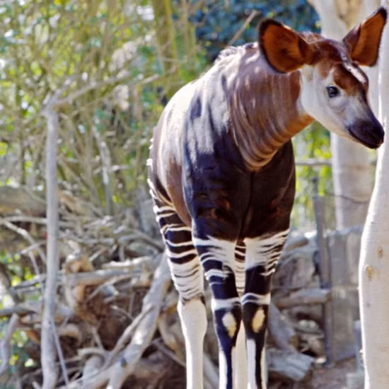  3. Okapi: Nếu như bạn nhìn thấy Okapi lần đầu, bạn sẽ cho rằng đó là một loài vật được lai tạo giữa một chú ngựa vằn và một con hươu cao cổ, nhưng thực tế thì không phải vậy, Okapi là một loài động vật hiếm có khó tìm được tìm thấy tại vùng rừng nhiệt đới phía Bắc và Đông Bắc nước Cộng hòa Congo.