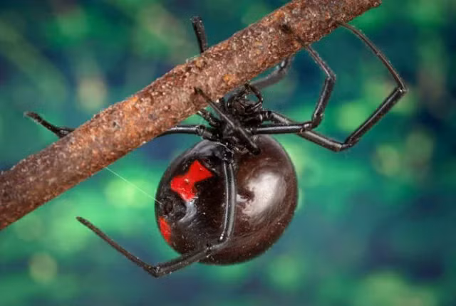 Nọc độc của loài nhện này khá mạnh và chứa "latrotoxin", một chất ảnh hưởng đến hệ thần kinh. Trong những trường hợp cực đoan, vết cắn của nhện góa phụ đen có thể dẫn đến tình trạng gọi là "latrodecism" - tình trạng khiến cho cơ thể cảm thấy rất đau đớn, khó chịu và suy nhược.