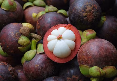 Măng cụt cũng là một loại trái cây ngon nổi tiếng, được nhiều người yêu thích. Bản thân măng cụt cũng có chứa nhiều dưỡng chất cần thiết cho cơ thể con người.