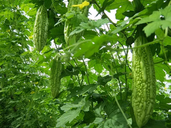 Cũng không nên ăn mướp đắng cùng rau diếp cá. Đây đều là những thực phẩm có tính lạnh, dễ làm tổn thương lá lách và dạ dày khi ăn cùng nhau.