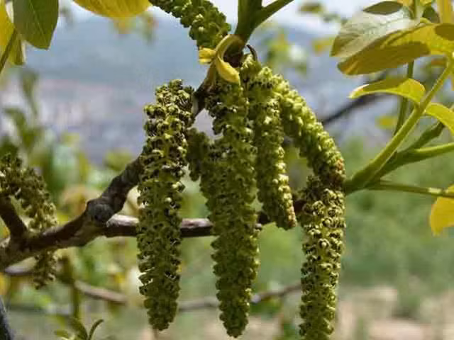 Nếu ăn hoa óc chó tươi, chúng có vị giòn, hơi đắng, hơi dai, ngon miệng, nếu ăn quen có thể sẽ nghiện vị đắng tự nhiên của hoa óc chó.