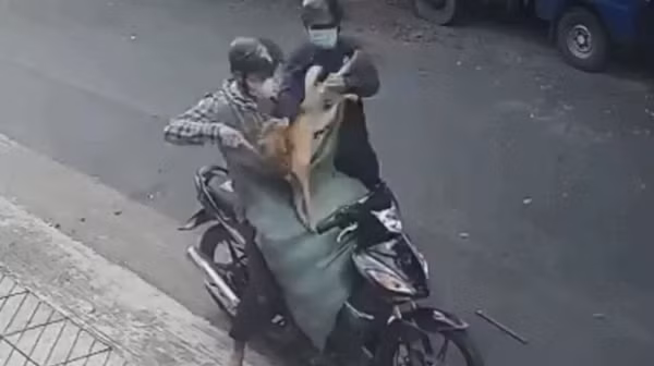 Tại cơ quan điều tra, cả hai khai nhận hành vi. Theo đó, Tiến được Trần Phương Quang rủ tham gia đi bắn trộm chó để đem bán cho các lò tiêu thụ lấy tiền tiêu xài.
